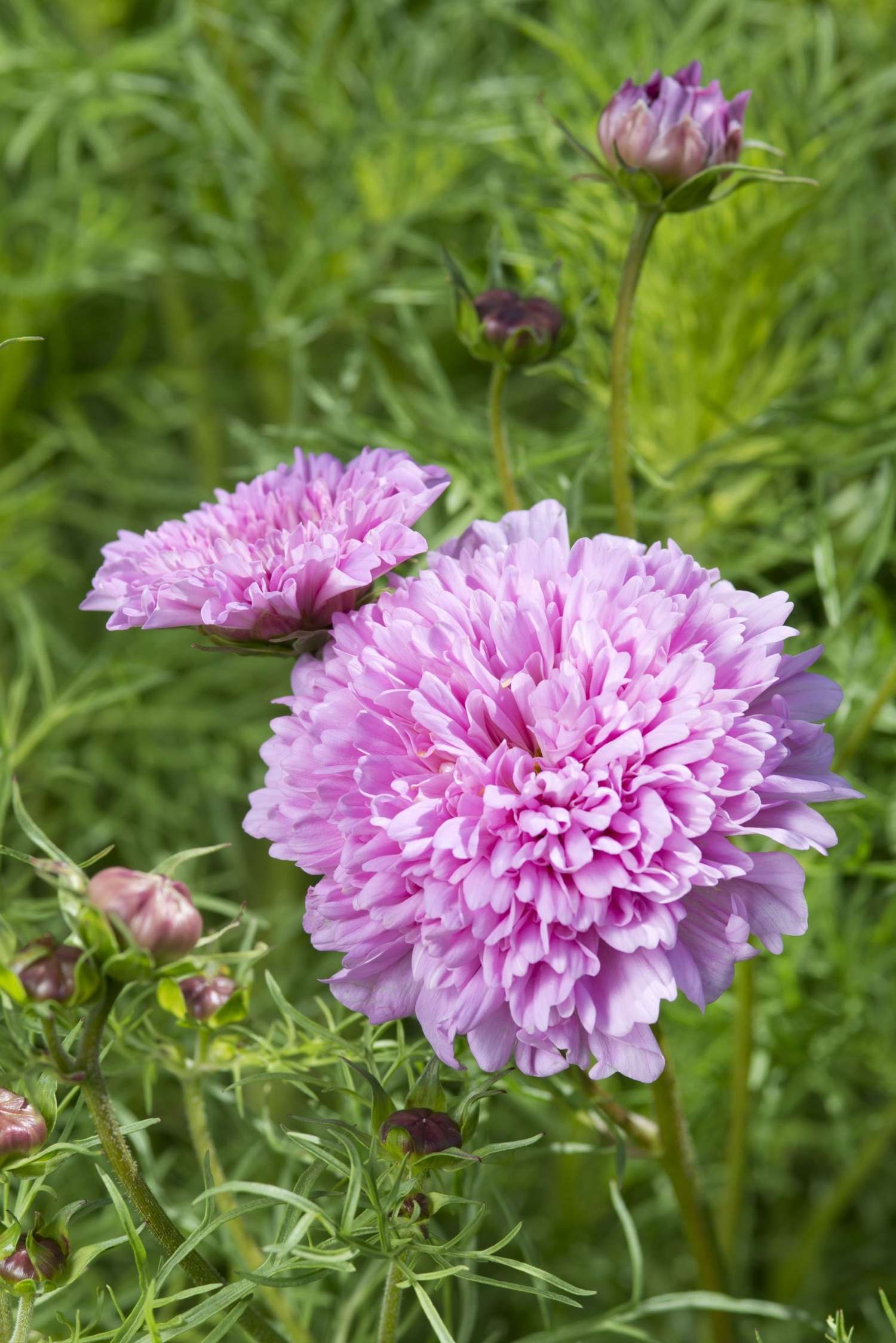 Cosmos 'Double Dutch Rose' (graines)